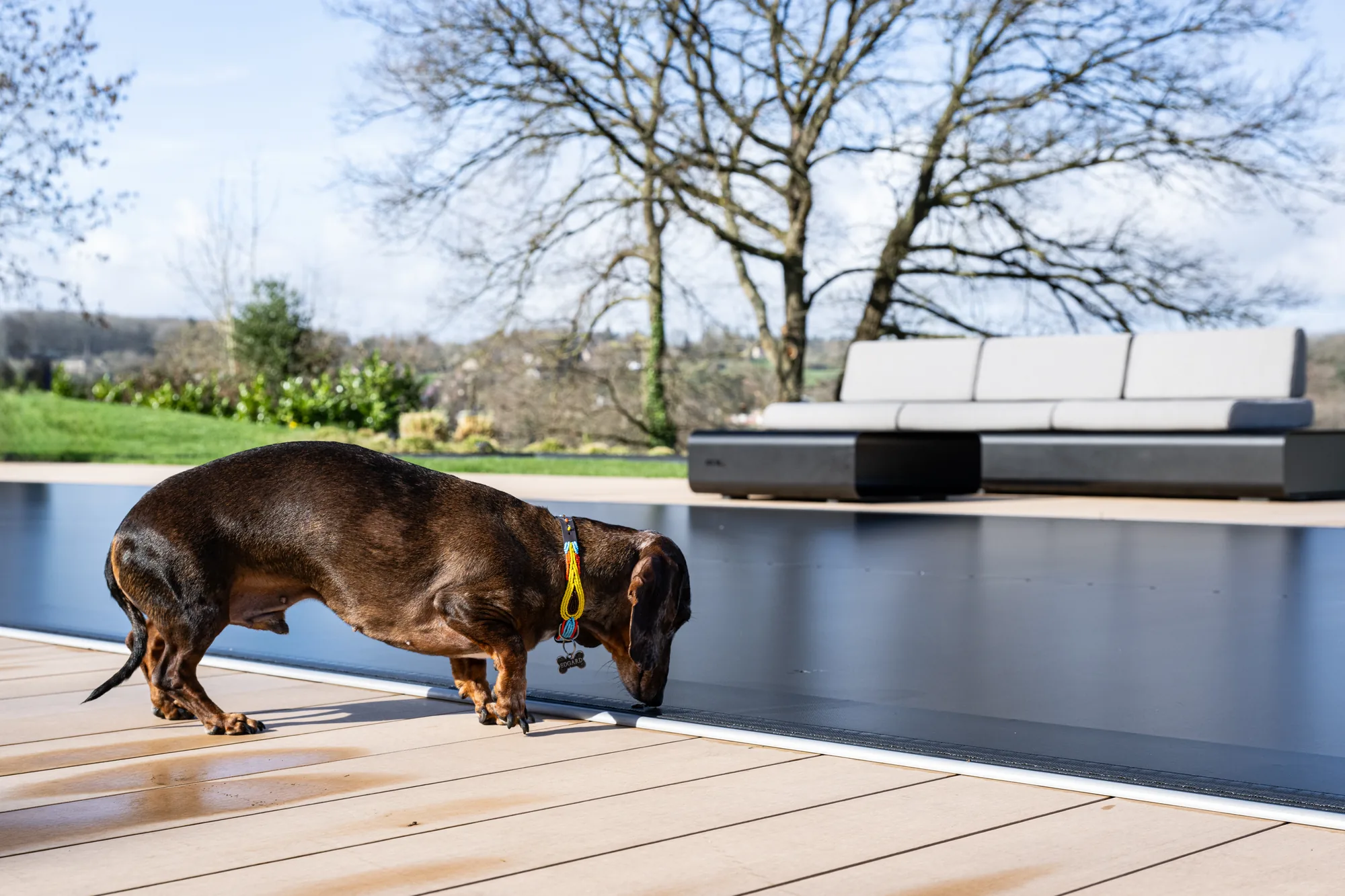Coverseal Sicherheit — Hund auf der geschlossenen Abdeckung