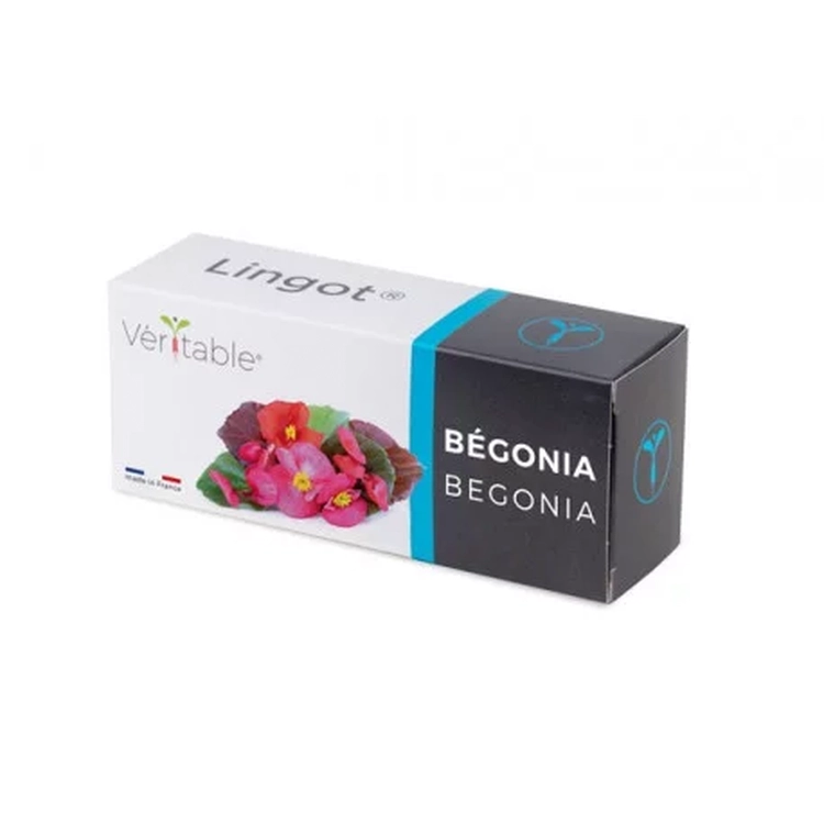 Graines Bégonia - Lingot® Véritable