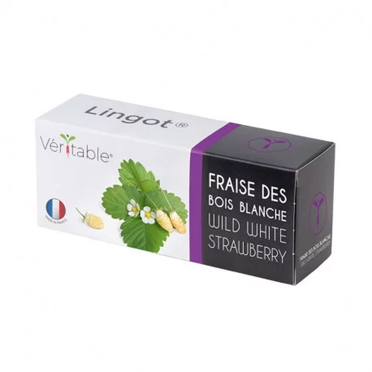 Graines Fraise des bois blanche - Lingot® Véritable