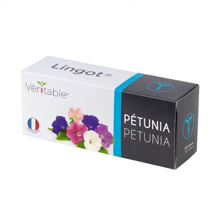 Graines Pétunia nain - Lingot® Véritable
