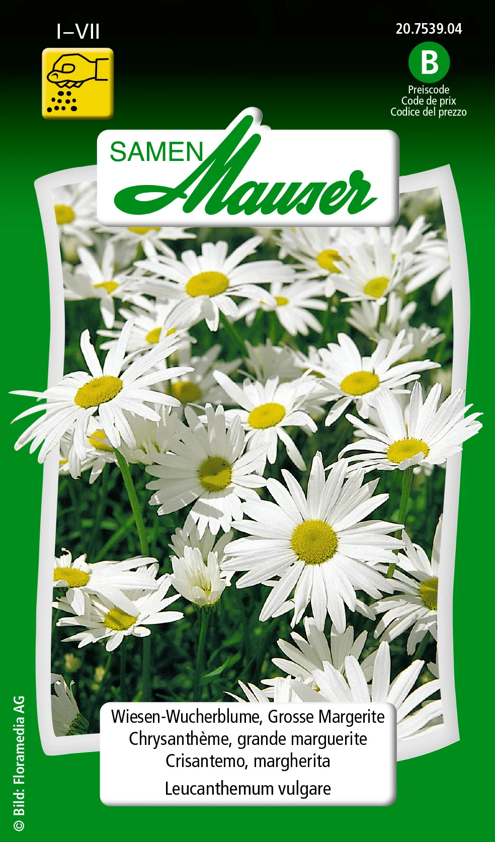 Chrysanthème grande marguerite