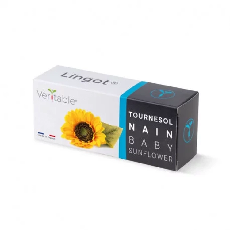 Graines Tournesol nain - Lingot® Véritable