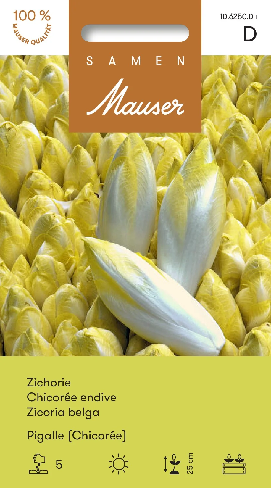 Chicorée endive Pigalle