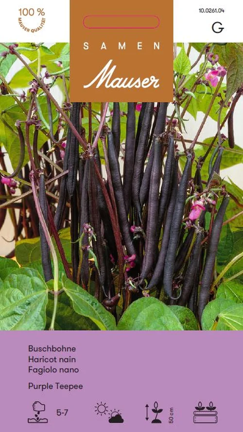 Haricot nain Purple Teepee