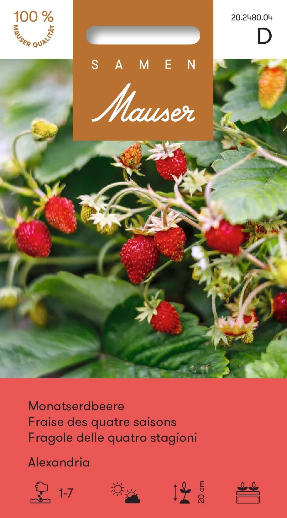 Fraises des quatre-saisons Alexandria