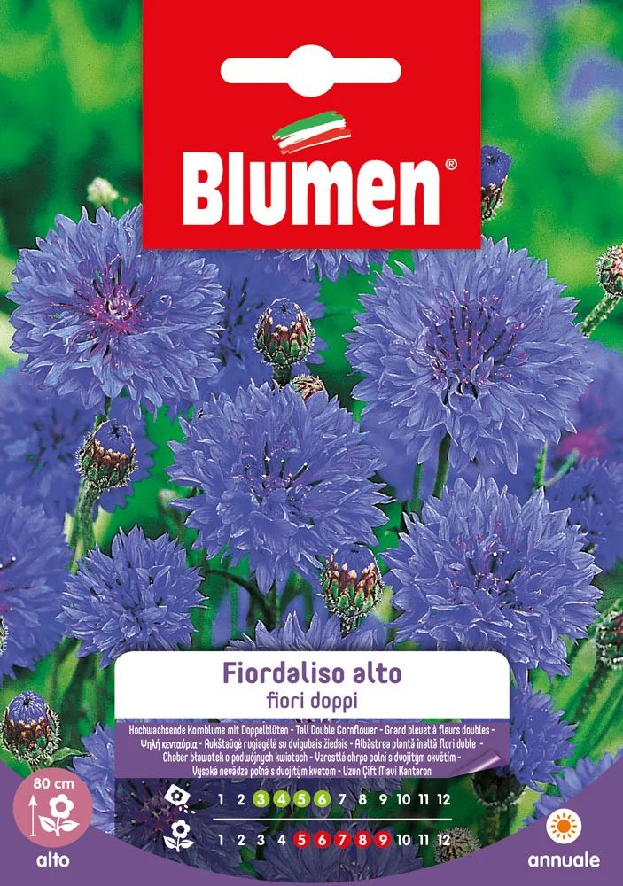 Grand bleuet à fleurs doubles