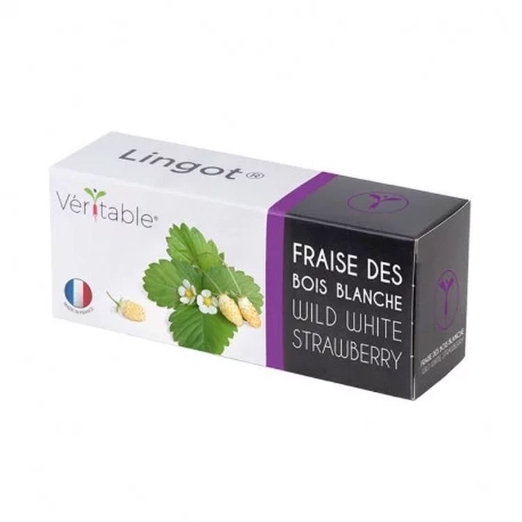 Graines Fraise des bois blanche - Lingot® Véritable