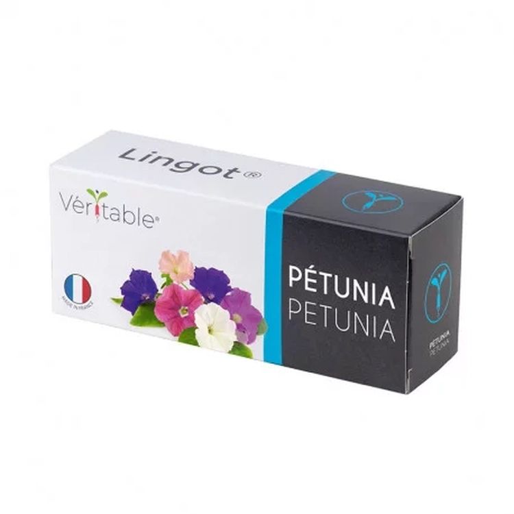 Graines Pétunia nain - Lingot® Véritable