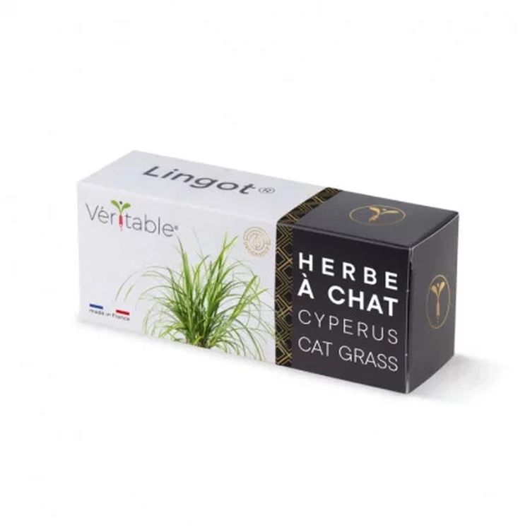 Graines Herbe à chat Cyperus - Lingot® Véritable