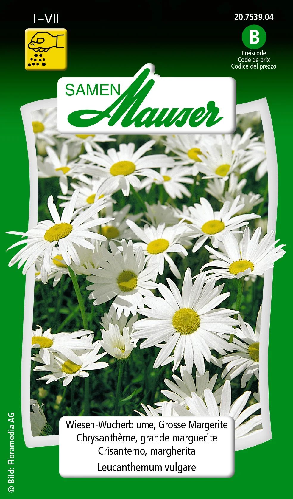 Chrysanthème grande marguerite