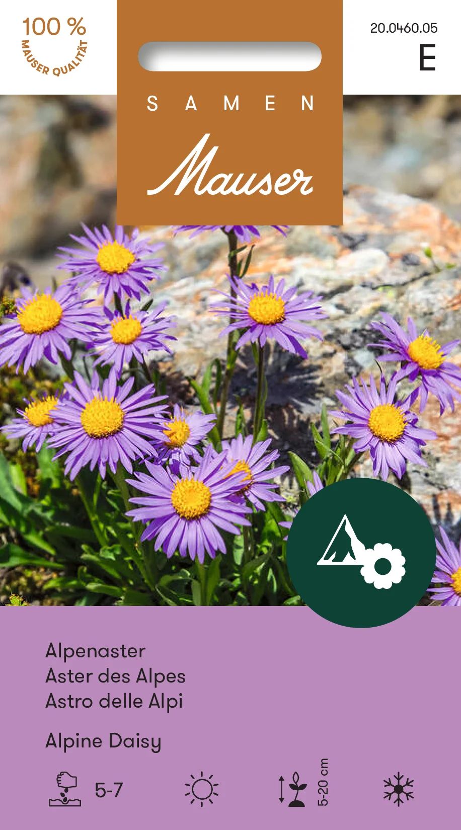 Aster des Alpes