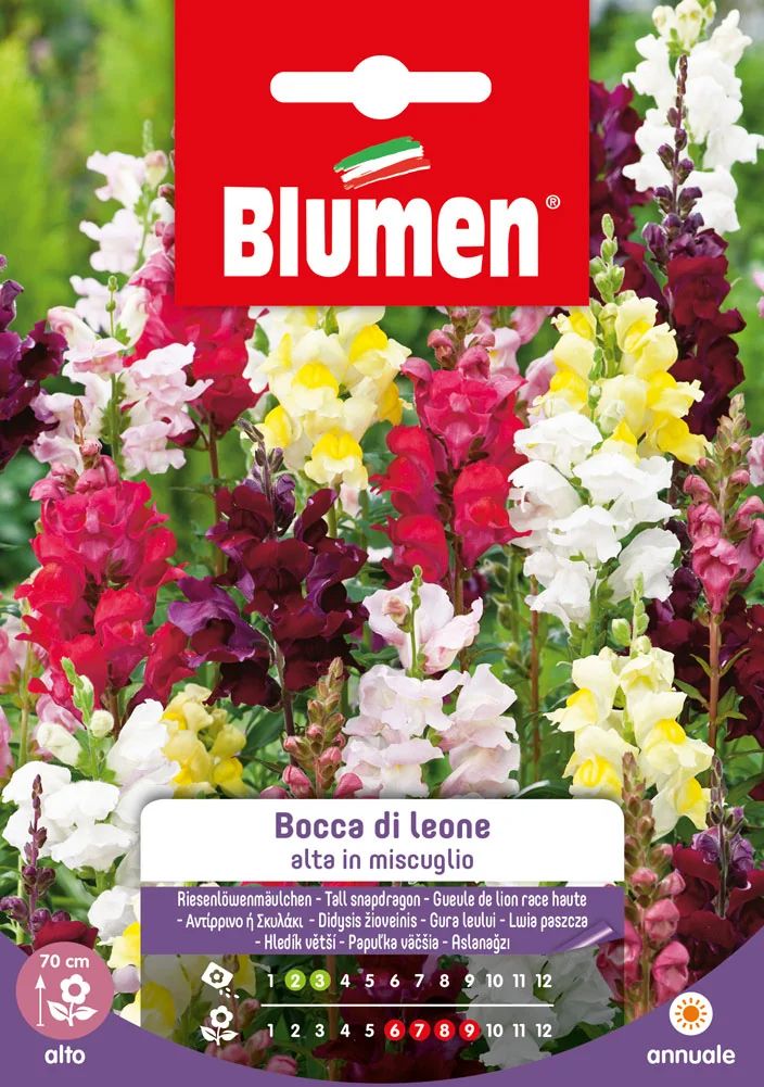 Muflier géant en mélange