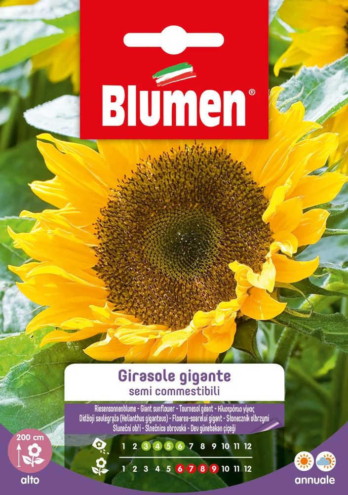 Tournesol Gigante