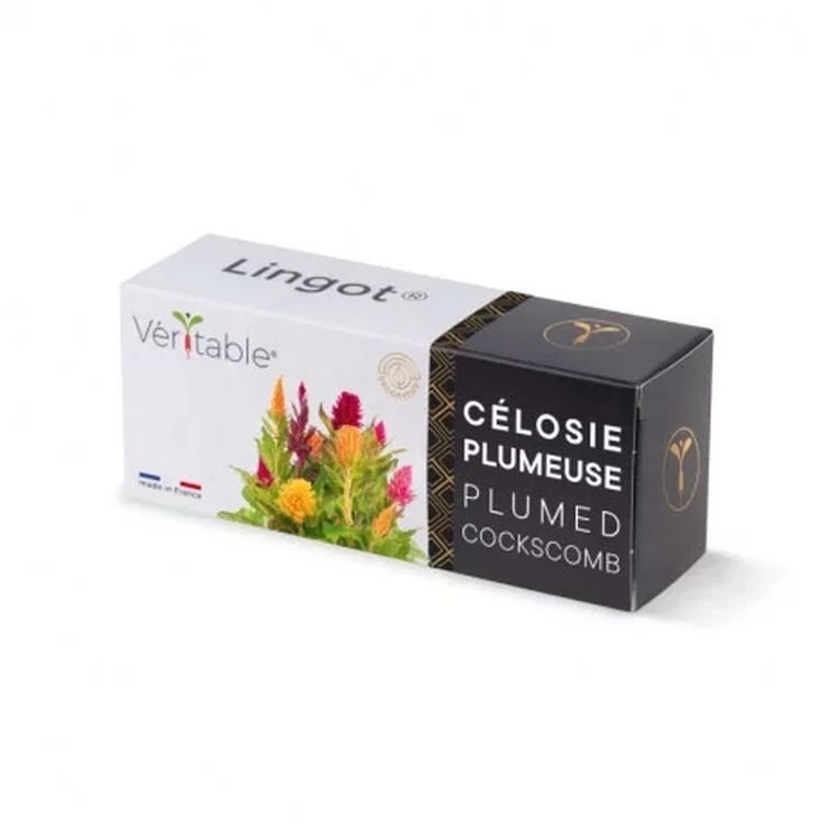 Graines Célosie plumeuse - Lingot® Véritable