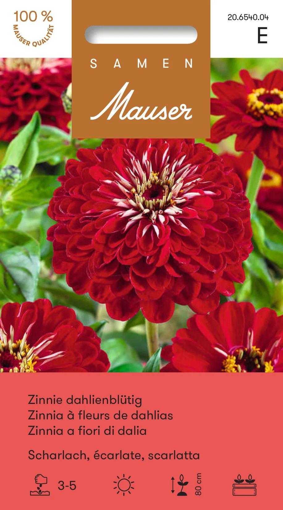 Zinnia à fleurs de dahlias écarlate