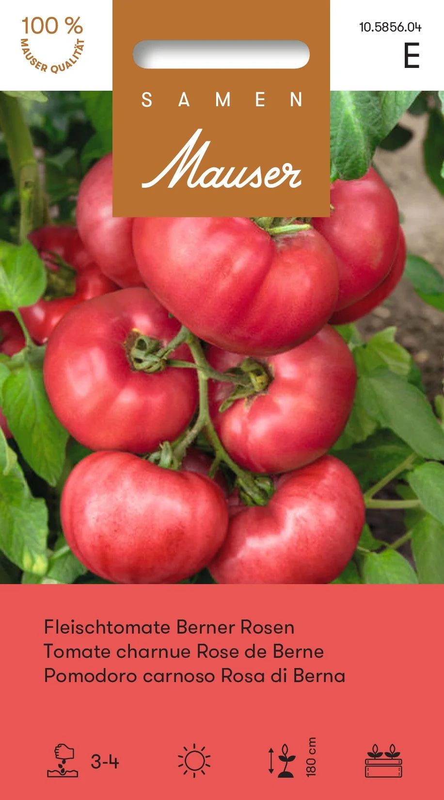 Tomate charnue Rose de Berne