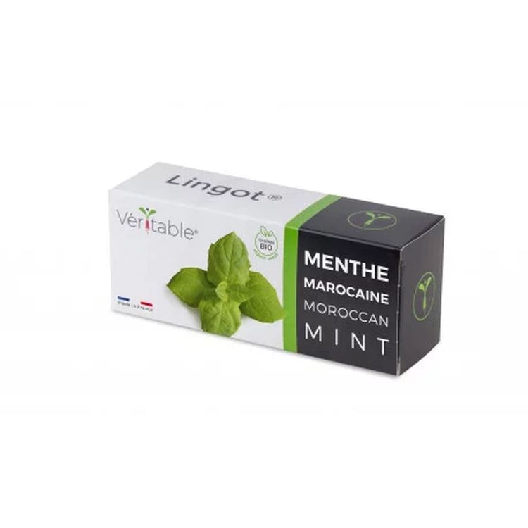 Graines Menthe Marocaine bio - Lingot® Véritable