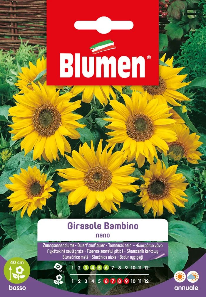 Tournesol Bambino