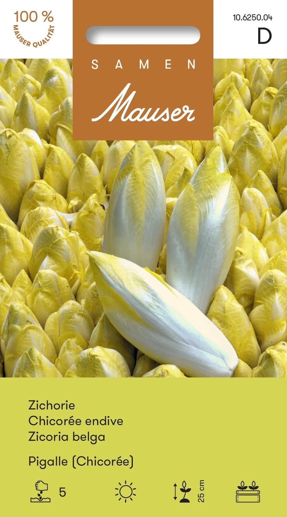 Chicorée endive Pigalle