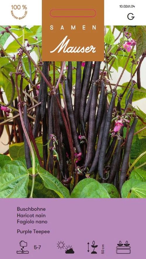Haricot nain Purple Teepee